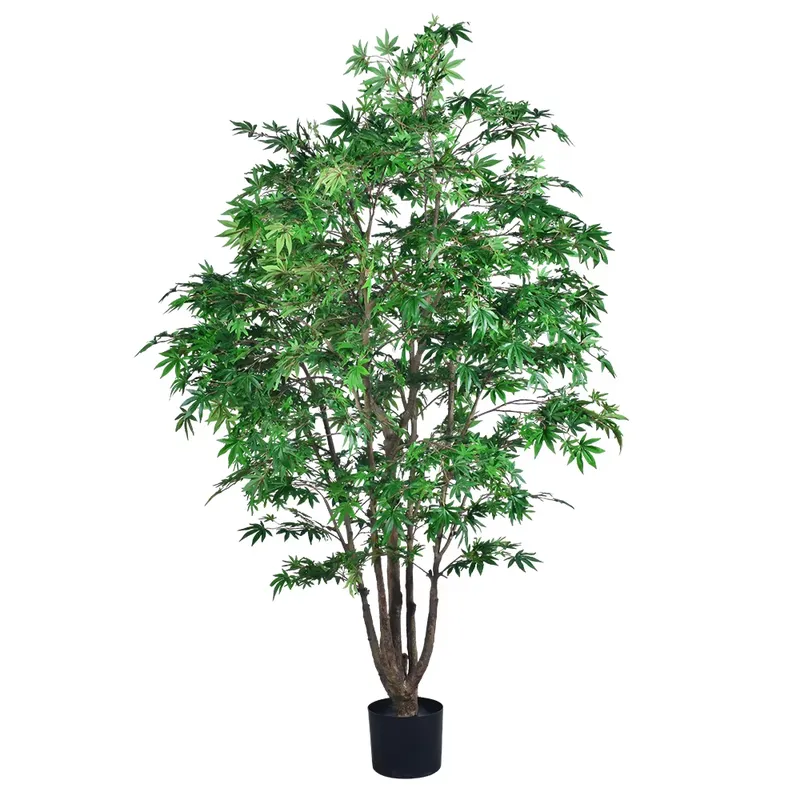 Популярное оптовое предложение – обзор и цена Dracaena Marginata